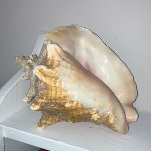 Large Conch Seashell - Pink and Tan Natural Shell
